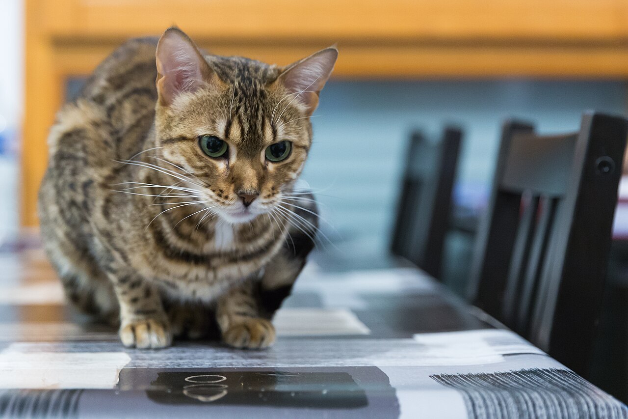Chat Bengal devant sa gamelle de nourriture premium