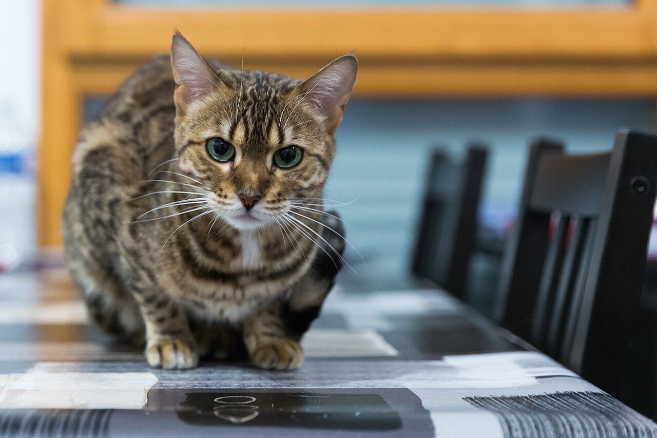 Bengal avec une alimentation saine et equilibree