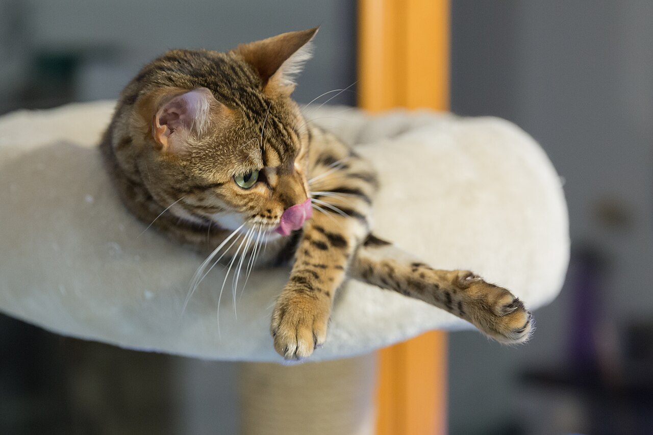 Comportement typique du chat Bengal curieux et joueur