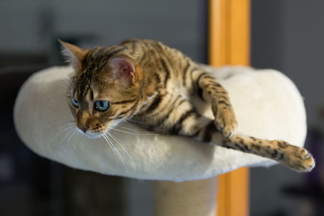 Chat Bengal en bonne sante chez le veterinaire