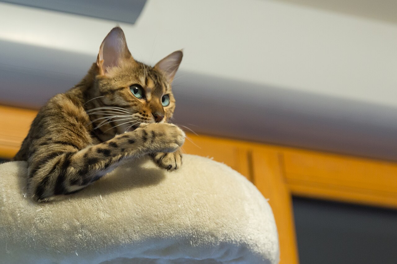 Bengal au pelage brillant signe de bonne sante