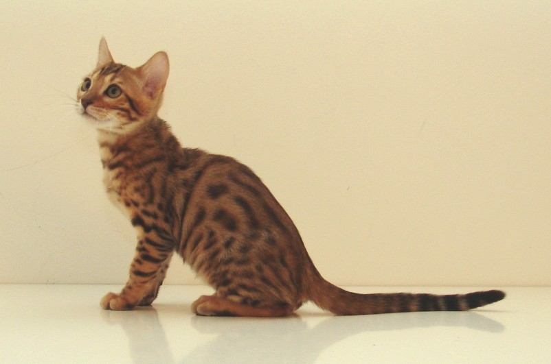 Bengal attentif pendant une seance de dressage