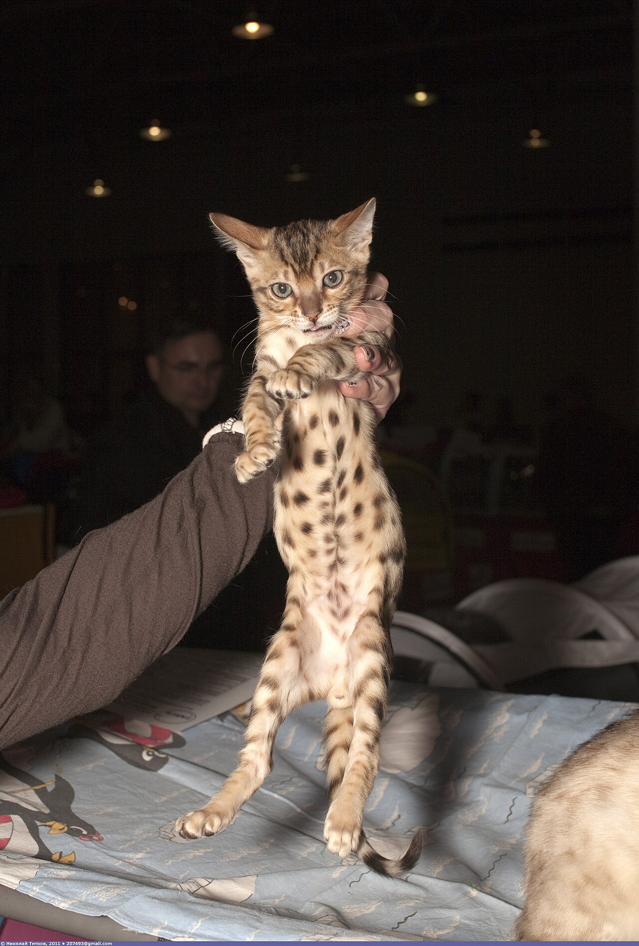 Chaton Bengal en cours de socialisation