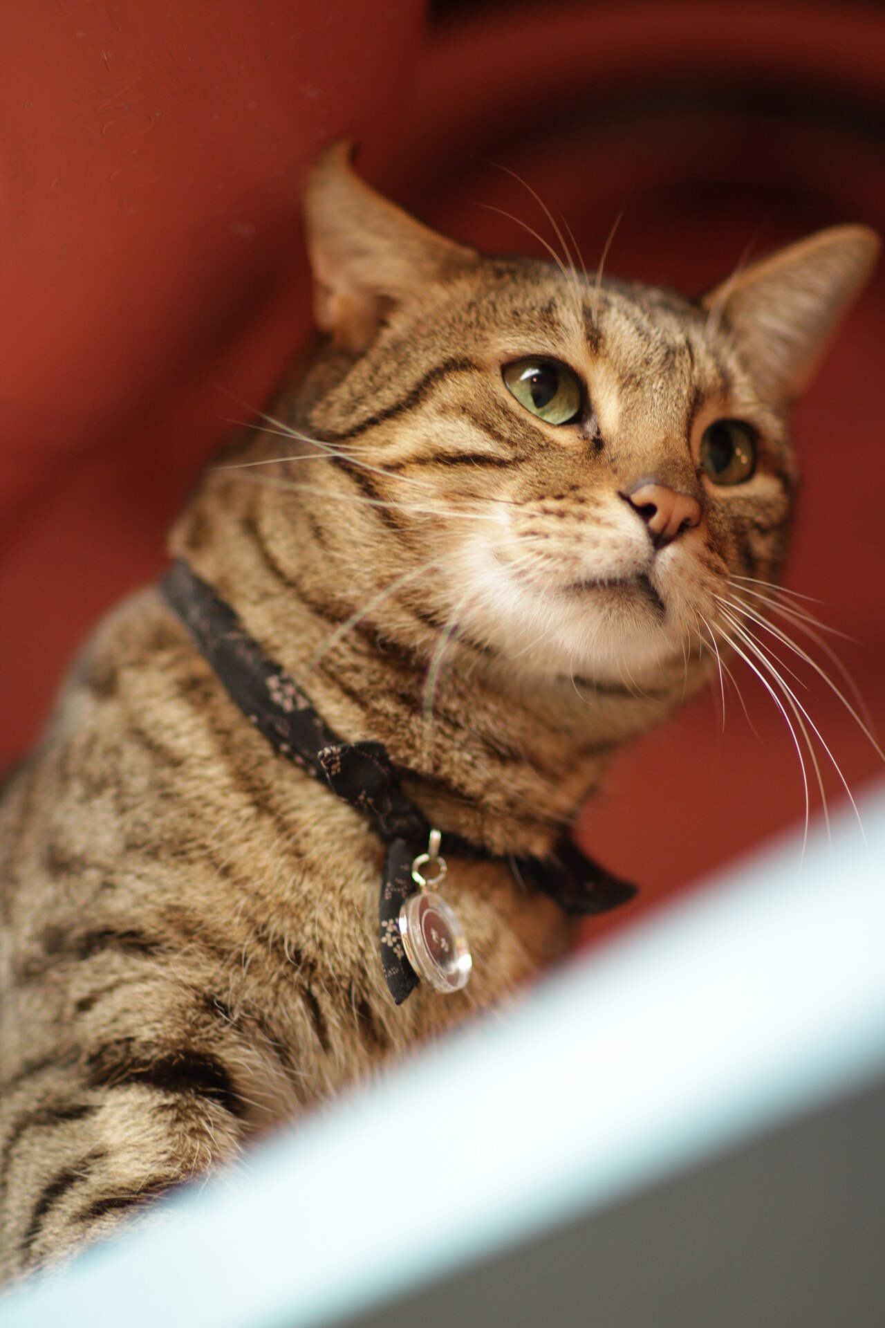 Bengal socialise et epanoui avec sa famille